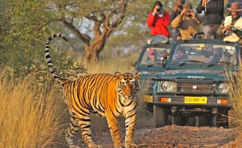 3-Days Ranthambore National Park Tiger Safari from Delhi 3-Days Ranthambore National Park Tiger Safari from Delhi