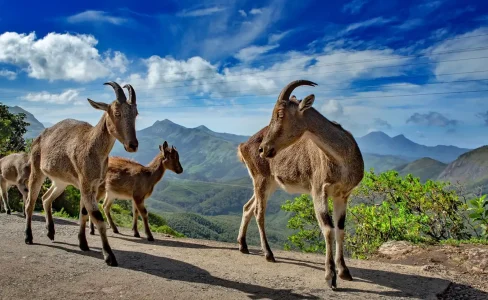 The-Ultimate-Wildlife-Experience-in-Eravikulam-National-ParkFEATURE-IMAGE