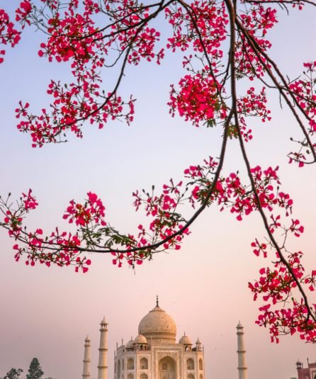 pexels-navnidh-5458393