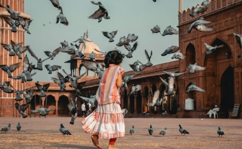 pexels-timfuzail-2091074 pexels-timfuzail-2091074